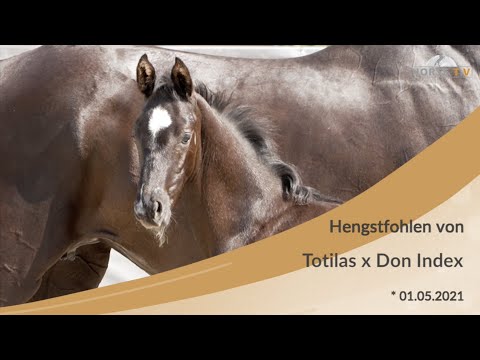 HF von Totilas_Don Index