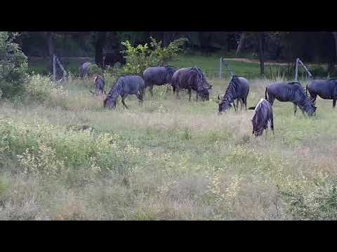 Djuma: Wildebeest herd and Nyala bull - 17:04 - 03/31/21