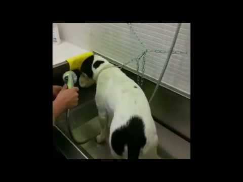 utilizzo di self service 24h per animali domestici con la chiave elettronica ad Arezzo