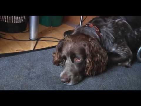 Der Alltag eines Försters   Doku 2017 NEU in HD