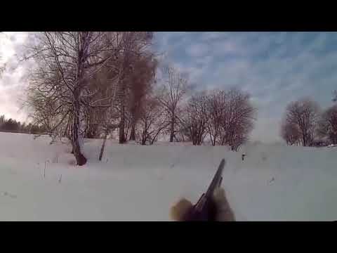 black grouse hunting