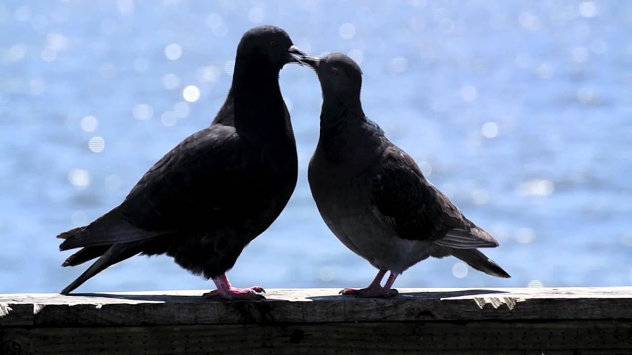 Объектив Nikon 1 30-110mm f/3.8-5.6 VR красный