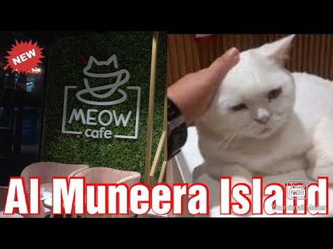 Meow Cafe  Al Muneera Island| 15 Different kinds of cat inside