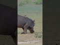 Pumbaa are An Animated meerkat and warthog duo Introduced In Disney S 1994 Animated Film  Kin