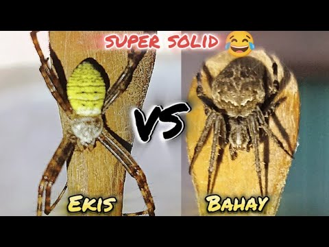 super solid 😂 ekis VS Gagambang Bahay.