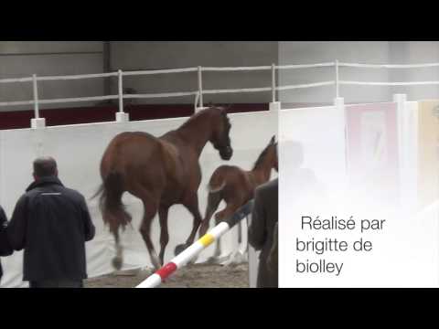 Colt by Fiderbach  x  Codex 2014