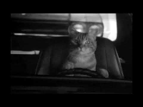 KILLA FONIC - Forever Young (slowed & reverb)