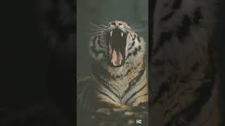 Download lagu story wa macan putih prabu siliwanggi#kidungwahyukolosebo #macanputih #shorts #fyp mp3