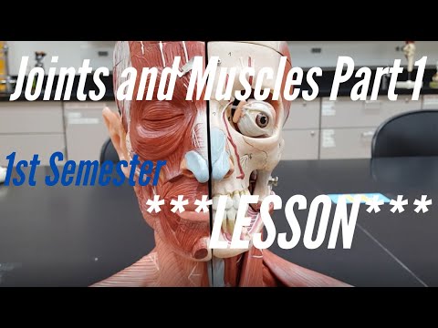 Joints, Muscles Part 1:  Lesson, 1st Semester:  Muscle Cell Models, Joints, Skeletal Muscles Set 1