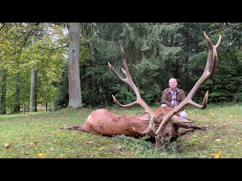 Alter Recke erlegt und Wölfe auf dem Brunftplatz