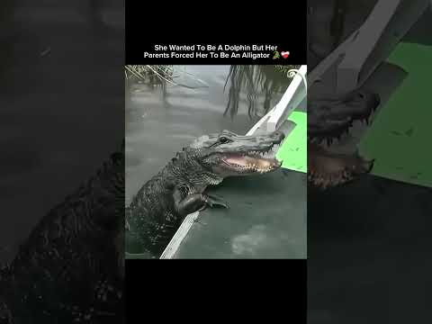 She Wanted To Be A Dolphin But Her Parents Forced Her To Be An Alligator 🥺❤️