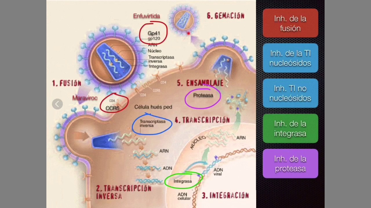 VIH y terapia antirretroviral