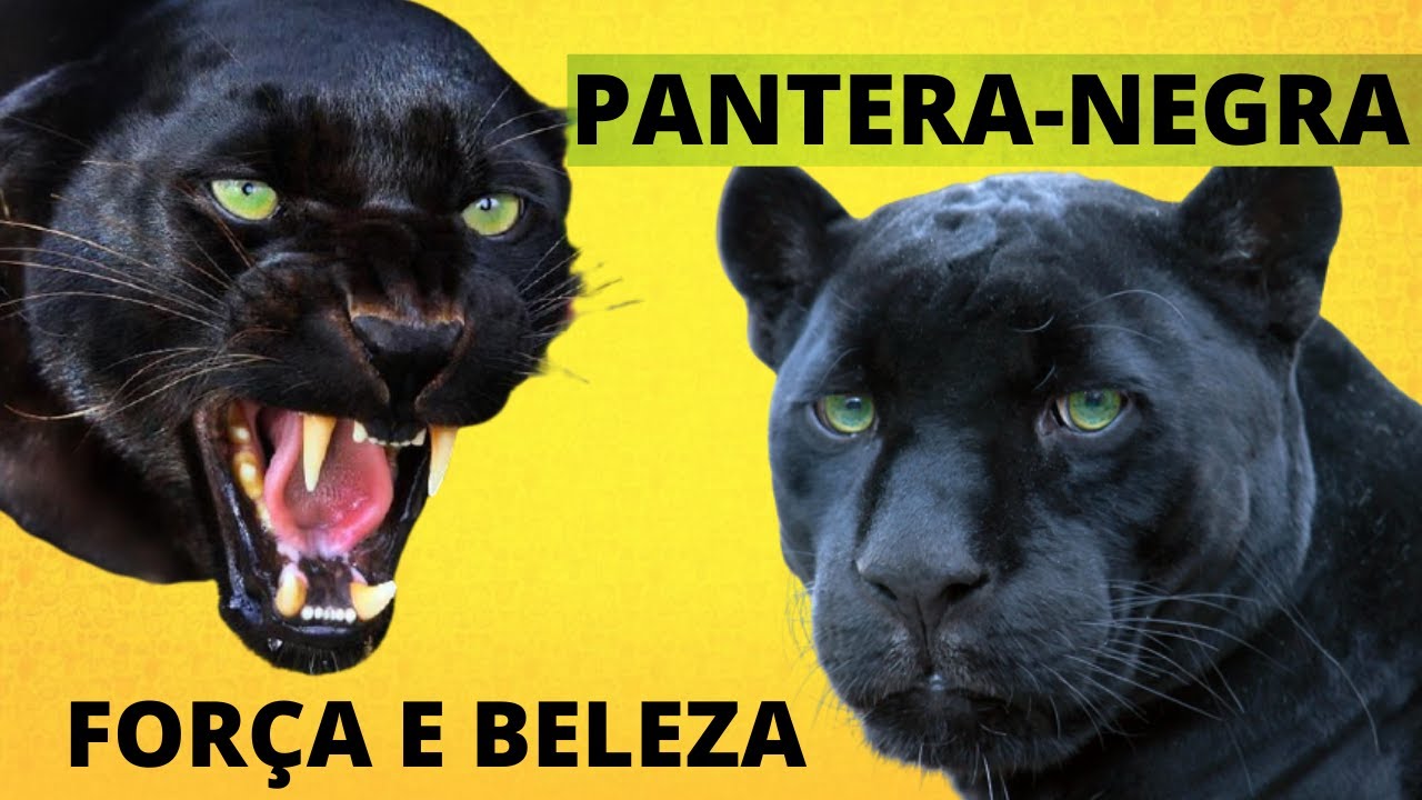 PANTERA NEGRA! FORÇA, CORAGEM E AGILIDADE! UM VERDADEIRO HERÓI DA NATUREZA!!! Black Panther