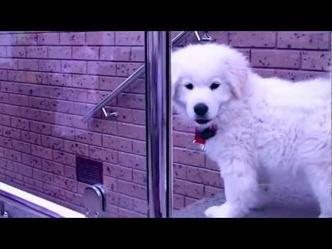 Samriever puppy goes down the stairs! (Samoyed x Golden Retriever)