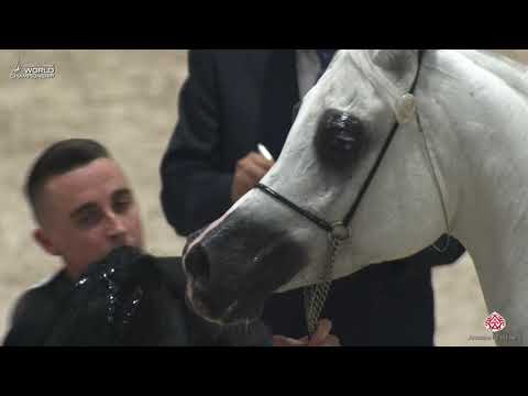 N 84 SA MINERVA   Paris 2019   Senior Females Class 3B