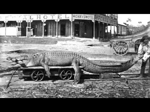 Crocodile by Doc Span and Matthew Cang