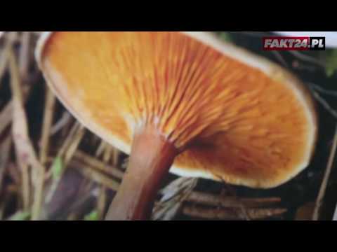 Skoki na małym penisem Mały penis i małe kulki