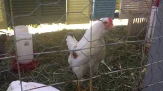 Ricky and the chickies