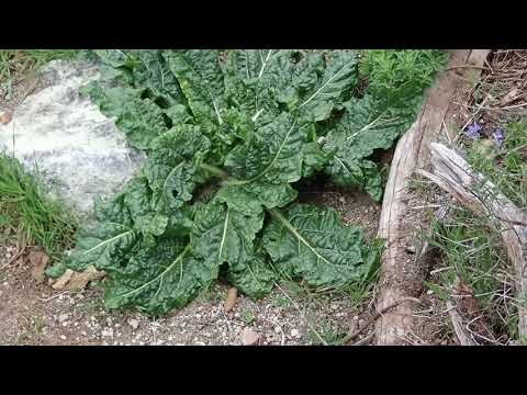 Herbal Materia Medica #23 Mandrake officinalis