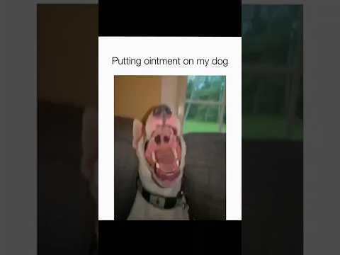 Les chiens sont des idiots partie 207 | compilation de chiens drôles