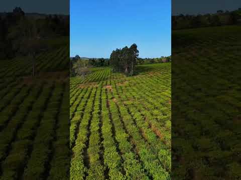 Chacra de la familia Barella en Andresito Misiones
