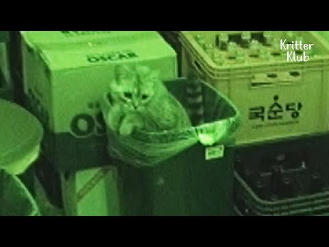 YouTube video about: Will a cat starve itself to death?