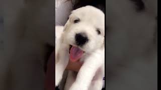 Video preview image #3 Golden Retriever Puppy For Sale in CORONA, CA, USA