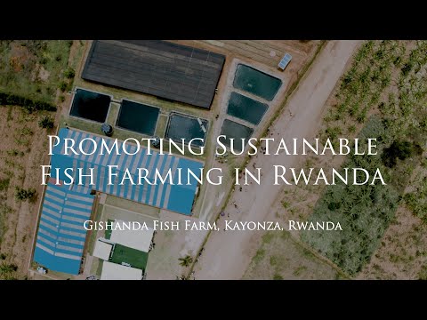 Gishanda Fish Farm | Impact Cluster Rwanda | FoodTechAfrica