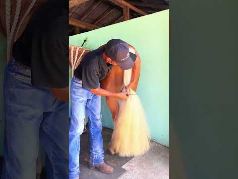 #asmr #horse #farrierlife #satisfying#short