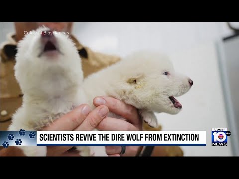 Scientists successfully cone dire wolves