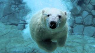 Unknown - Ice Age (Marc Piñol edit)