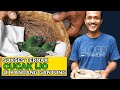 PETERNAK CUC4K IJO SUKSES DARI CIKEAS Orang Bule Aja Masih G4gal Si Om Ini Malah Cuma Dig4ntungan