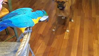 Bird and dog playing