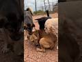 Dog Play Dog Dogfunny Cute Animals Beats Music Slowedandreverb Halloween Remix