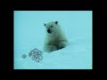 Really Wild Animals Cold Cold Cold Music Video