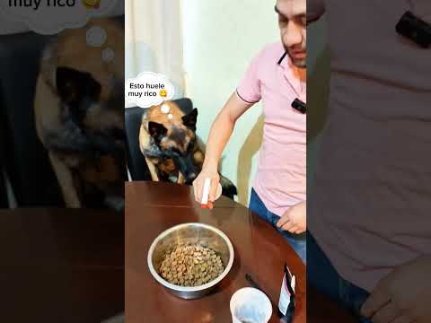 Your dog won't eat? I have 3 solutions (GUARANTEED) 😋🐶 #dogs #pets #dogtraining