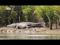 National Geographic Documentary - Monster Crocodile [New Documentary HD 2017]