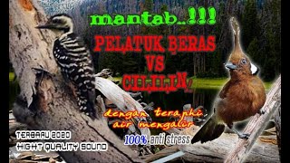 Download lagu PELATUK BERAS Vs CILILIN PASTINYA JOSS...... mp3