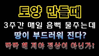 [텃밭농부.777]  3주간 매일 흠뻑 물을 준 토양이 부드러워 진다고? 토양만들기