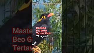 Download lagu Suara Burung Beo Gacor #shorts mp3