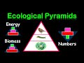PYRAMIDS OF : ENERGY,  BIOMASS & NUMBERS