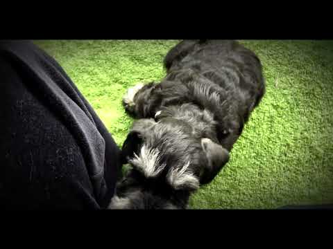 Miniature Schnauzer puppy for sale