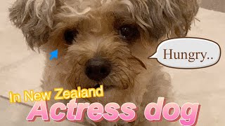 【YouTube- New Zealand】Don′t cry a little dog, no more tearful eyes
