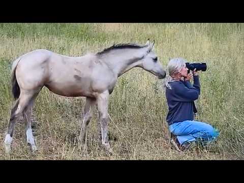 Quand les chevaux sont pris en flagrant délit de comédie avec leur humain 🤪