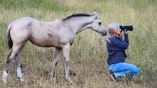 Quand les chevaux sont pris en flagrant délit de comédie avec leur humain 🤪