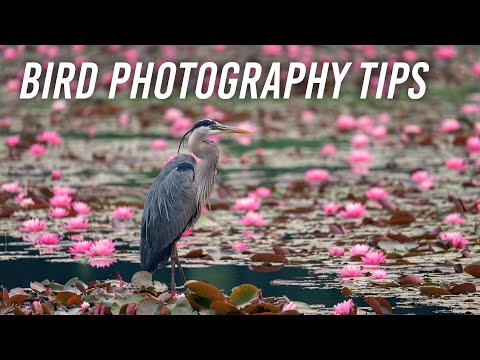 Bird Photography Tips & Etiquette