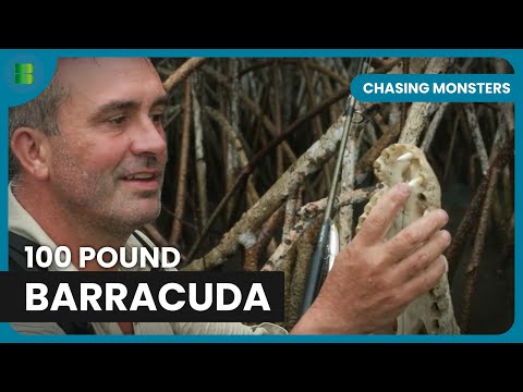SHARK STEALS GIANT BARRACUDA IN GABON JUNGLE