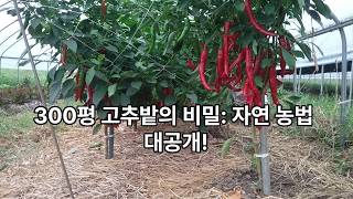 노지고추 농사와 자연의 시간 [이장집 에너지 농법] 810.