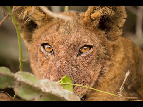 Volcanoes Safaris Kyambura Lion Monitoring Project 2023