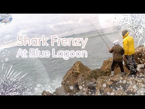 Shark Frenzy-At Blue Lagoon -31/07/2022